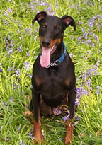 BEAU BLOAT AWARENESS PICTURE